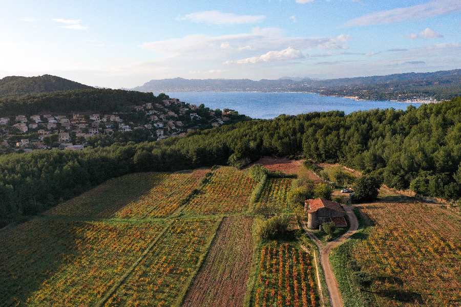 Les vignes du Domaine de Nartette au pied de la colline de sable - ©OT Saint-Cyr-sur-Mer/J.Costeja