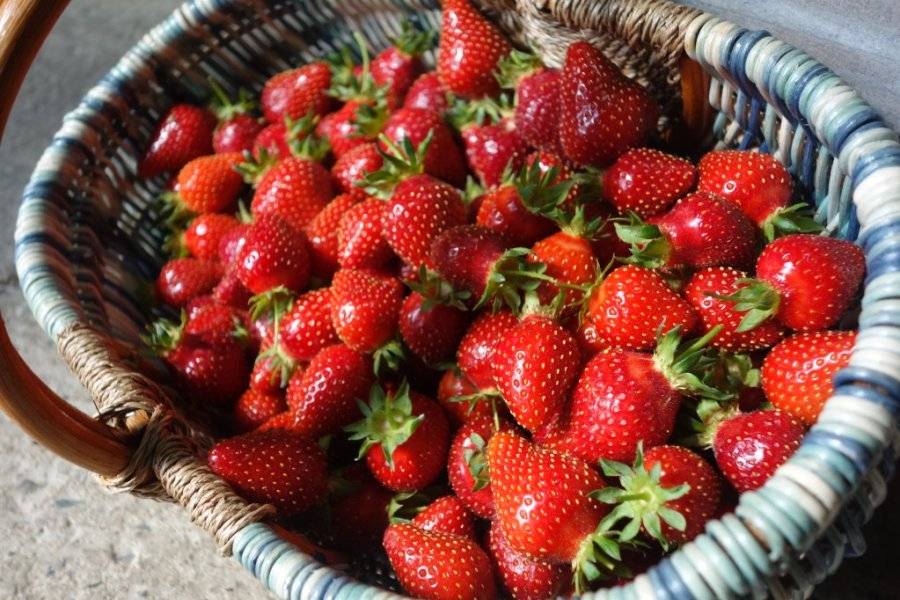 cueillette de fraise - ©LE RHEU MARAICHERS