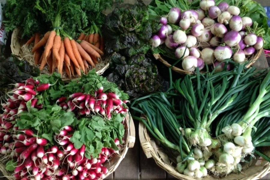légumes primeurs - ©LE RHEU MARAICHERS