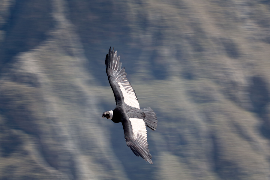 Condor au canyon de Colca - ©Antipode