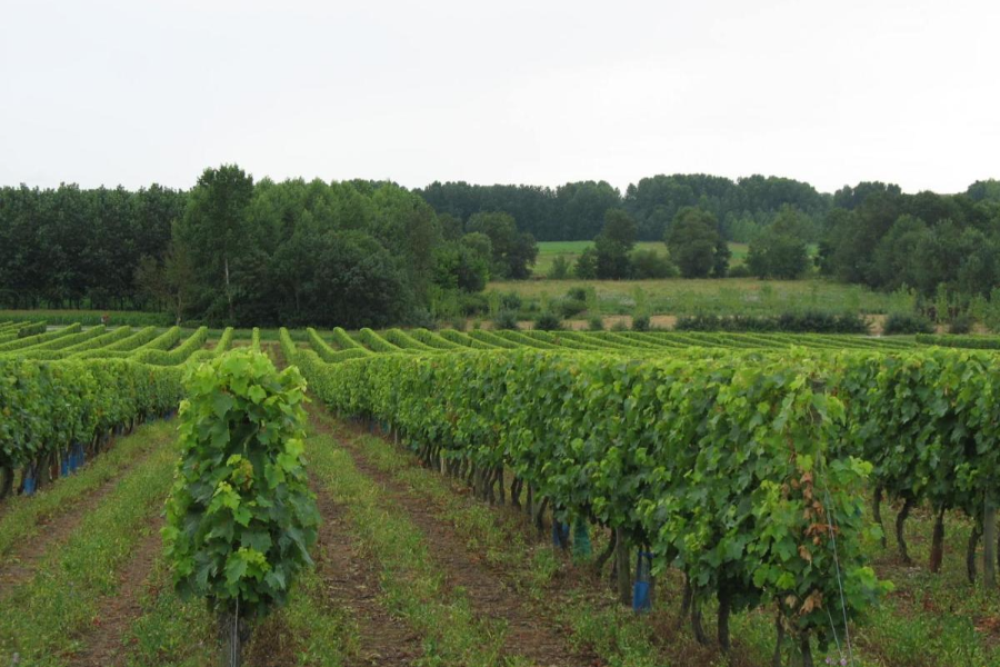  - ©FERME DE CHEZ PICHÉ