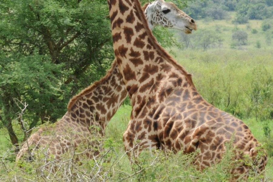 Girafe Parc Akagera - ©EAGLE RIDE