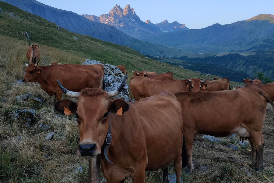 Nos vaches au plus proche des Aiguilles d'Arves - ©Isabelle MOLLARET