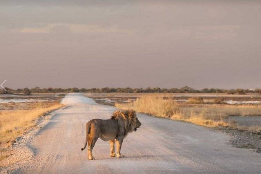 NAMIBIA WILDLIFE RES - ©NAMIBIA WILDLIFE RESORTS