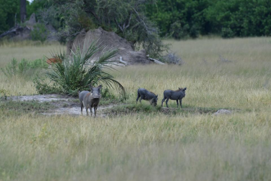 Safari privatif au Botswana - ©Africa Voyages