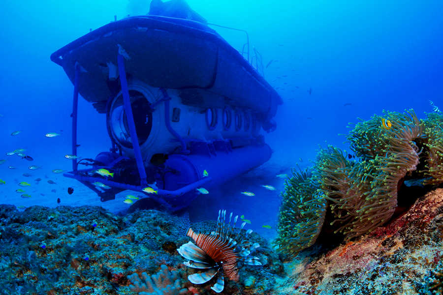 Sous marin poisson lion et coraux - ©Blue Safari