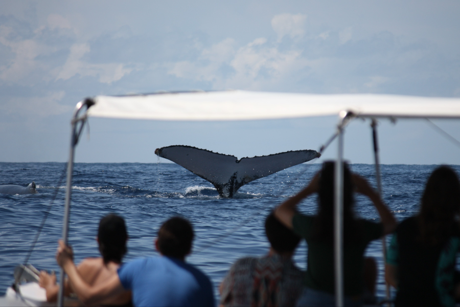 Observation de baleines à bosse - ©Lagon Aventure