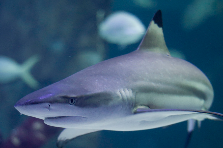 Requin pointe noire - ©seaquarium