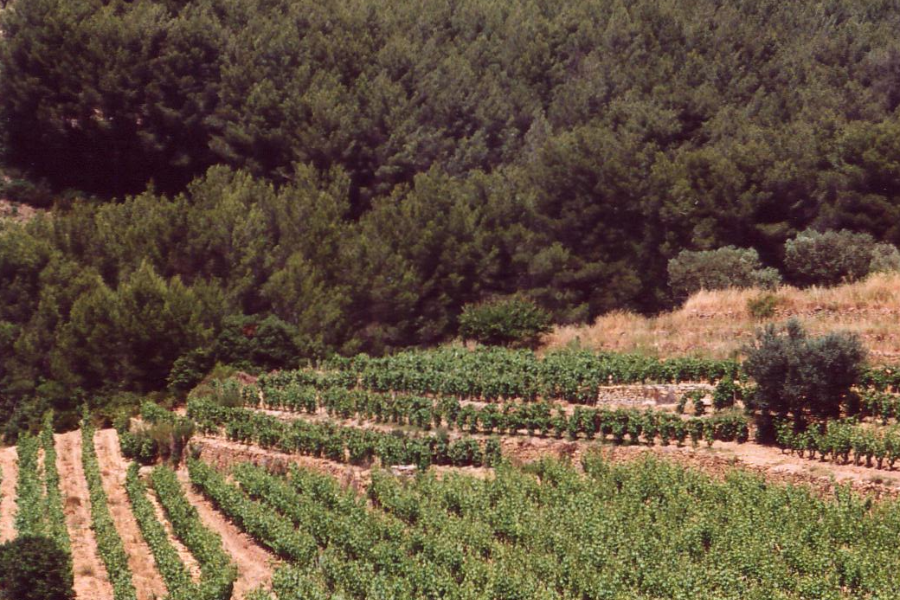 Nos vignes