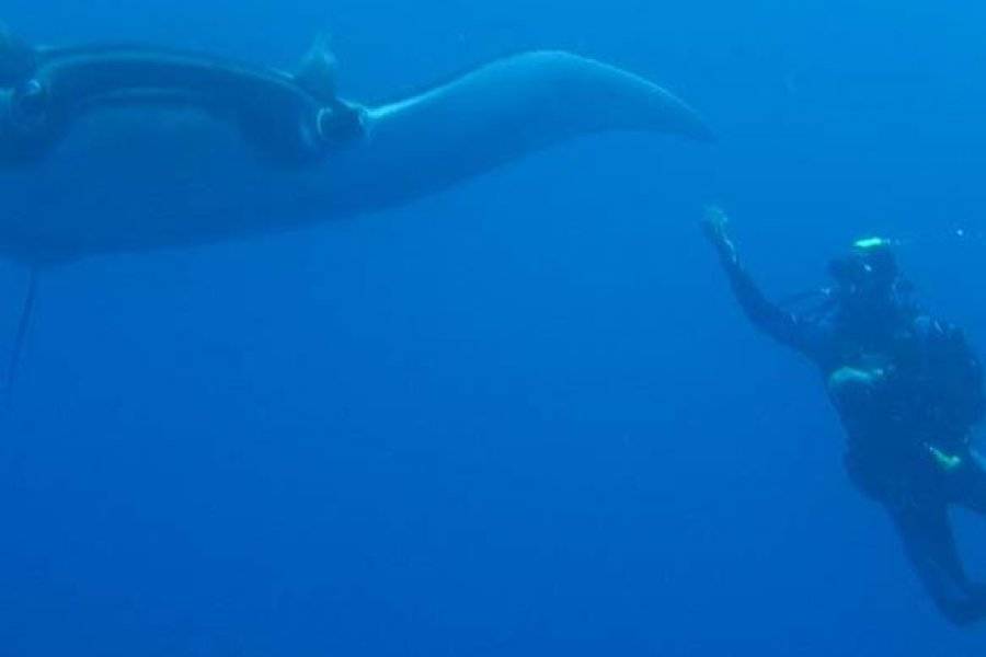 SCUBATEAM CABO VERDE Diving – Snorkeling Santa Maria photo n° 222384 - ©SCUBATEAM CABO VERDE