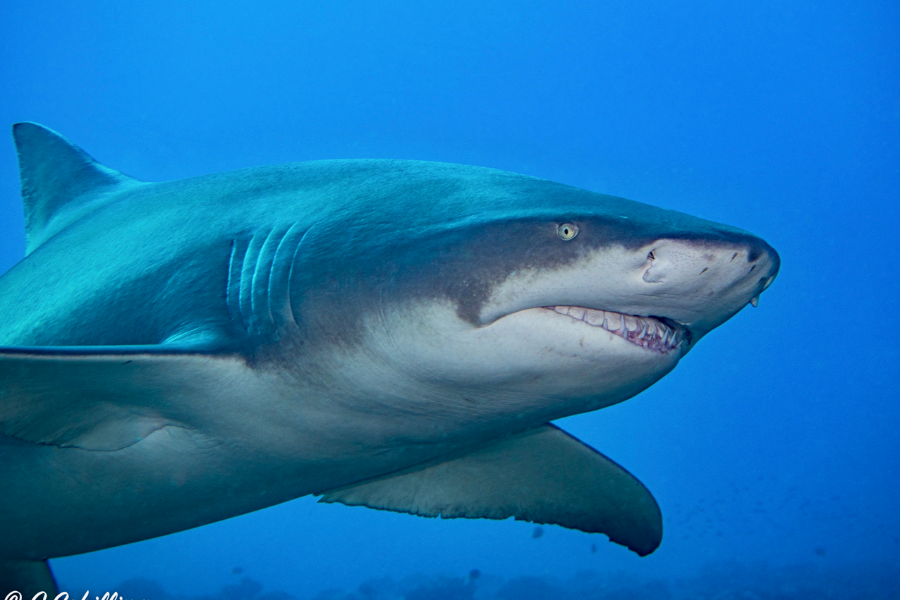 Requin citron à Moorea Scubapiti - ©Requin citron à Moorea Scubapiti