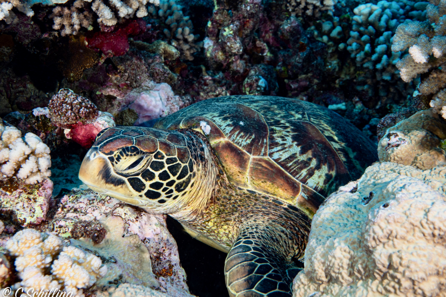 Tortue Scubapiti Moorea - ©Tortue Scubapiti Moorea