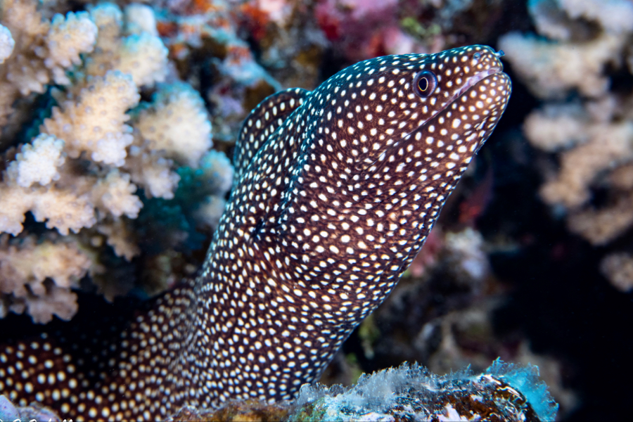 Murène Scubapiti Moorea - ©Murène Scubapiti Moorea