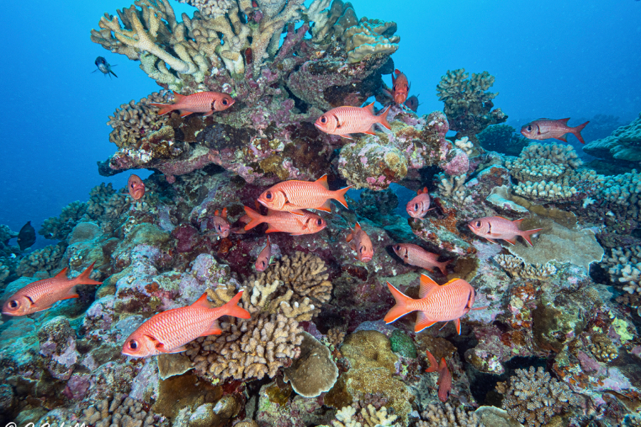 Poisson corail Scubapiti Moorea