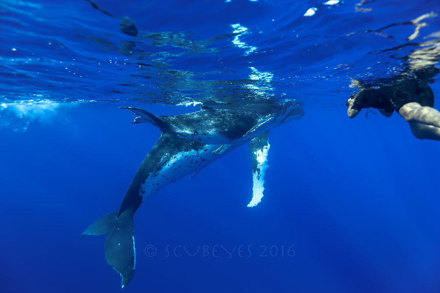 Baleine snorkeling Scubapiti Moorea - ©Baleine snorkeling Scubapiti Moorea