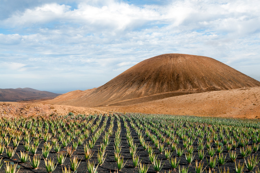 Aloe Vera Fresca Di Fuerteventura - ©Luciano