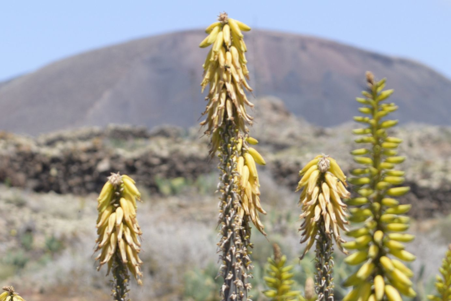 Aloe Vera di Fuerteventura - ©Luciano