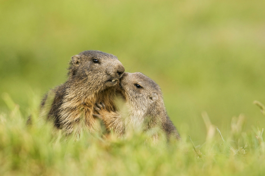 Marmottes - ©région