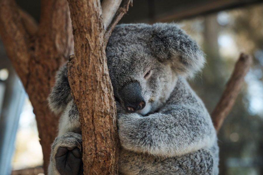Koala - ©Taronga zoo