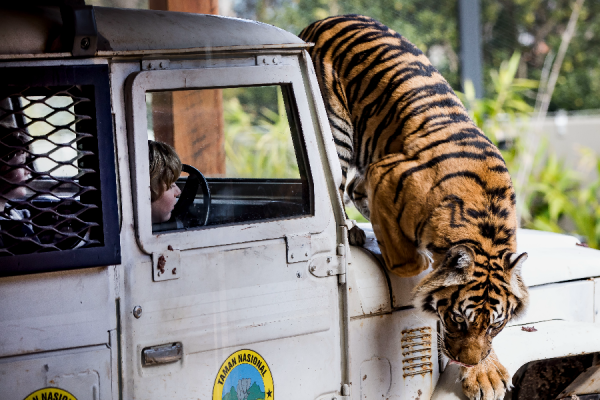 Tigre - ©Taronga zoo