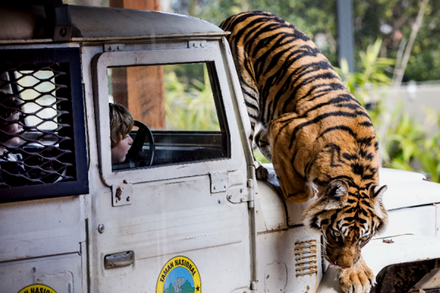 Tigre - ©Taronga zoo