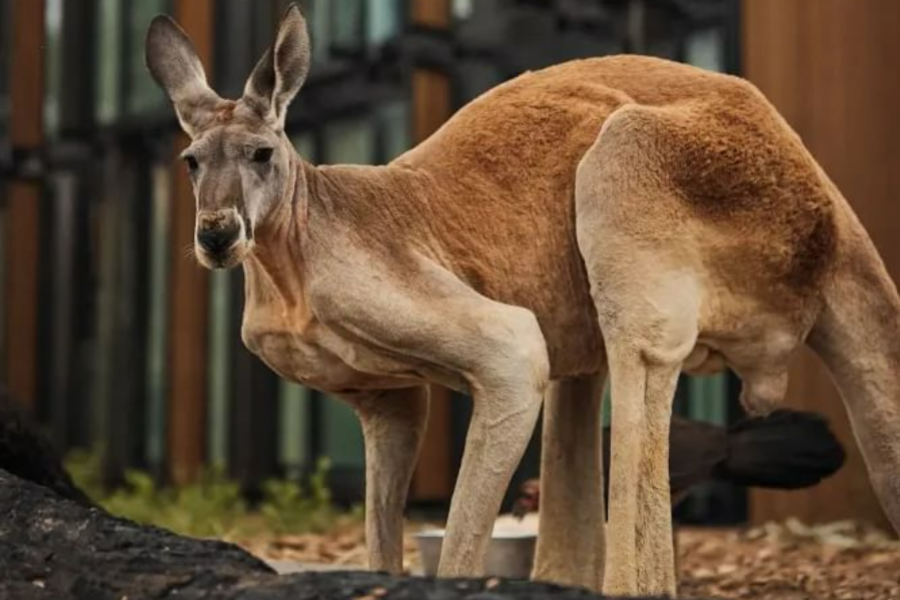 Taronga zoo
