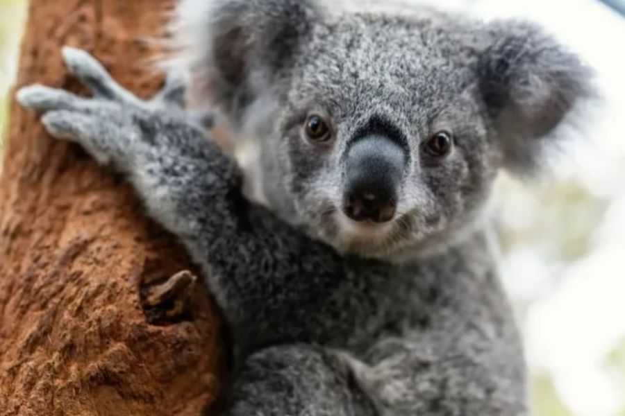 taronga zoo