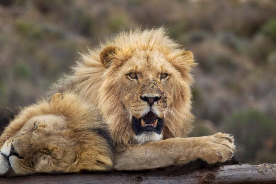 Aquila Lions - ©AQUILA SAFARI