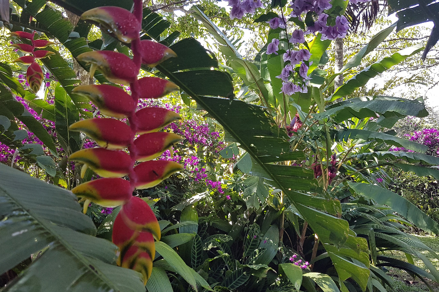 Une collection de fleurs et plantes tropicales à découvrir dans notre jardin tropical - ©TACACORI EcoLodge