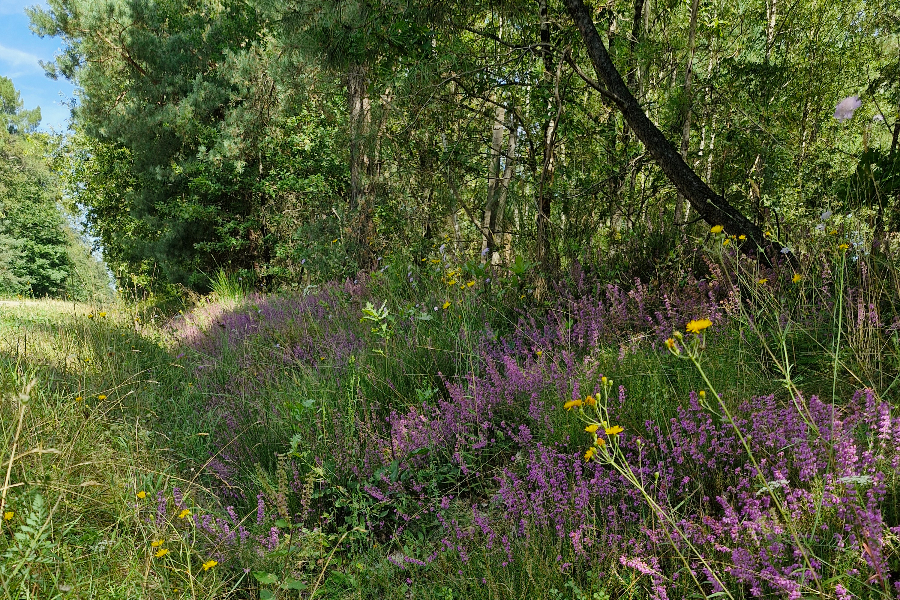 Forêt d'Orléans - ©OT de Gien