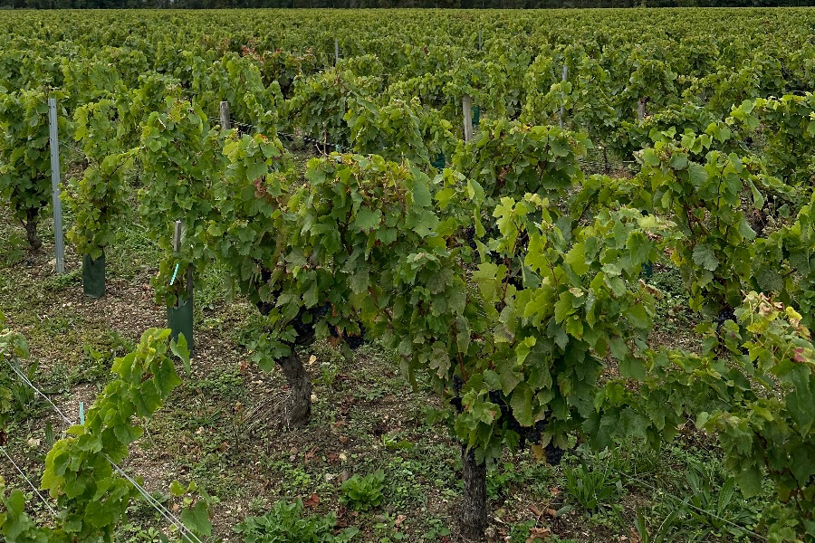 Vignes du Trocadéro - AOC Vin des Coteaux du Giennois - ©OT de Gien