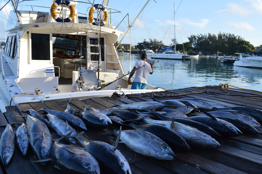 Super pêche en matinée - SportFisher Big Game Fishing - ©BLUE SAFARI