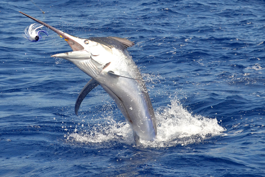 Une autre belle prise de journée pèche - un magnifique voilier (sailfish) - ©BLUE SAFARI