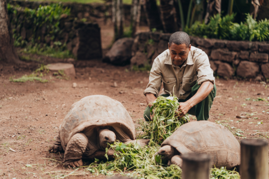 La tortues d’Aldabra - ©Chamarel Seven Coloured Earth