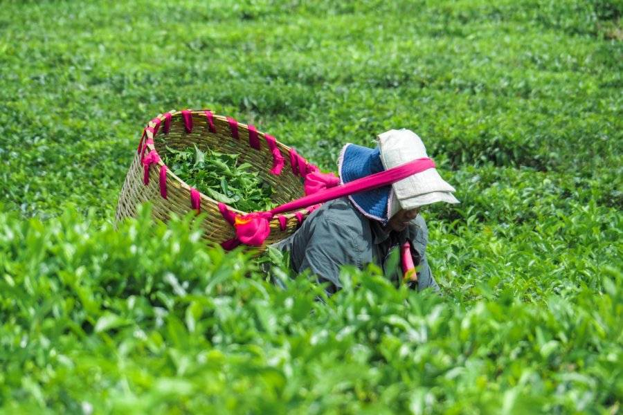 Les champs de thé - ©LA ROUTE DU THÉ, DU RHUM ET DE LA VANILLE