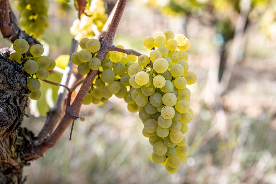 DOMAINE PIGNIER
