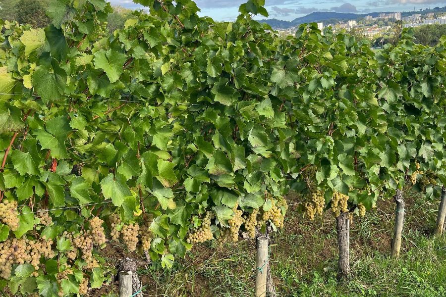 DOMAINE PIGNIER