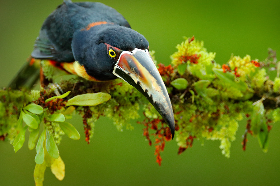 Araçari au Costa Rica - ©Costa Rica Découverte