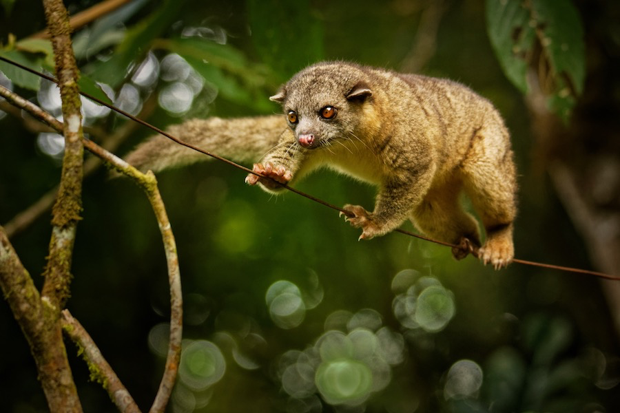 Olingo dans la jungle au Costa Rica - ©Costa Rica Découverte
