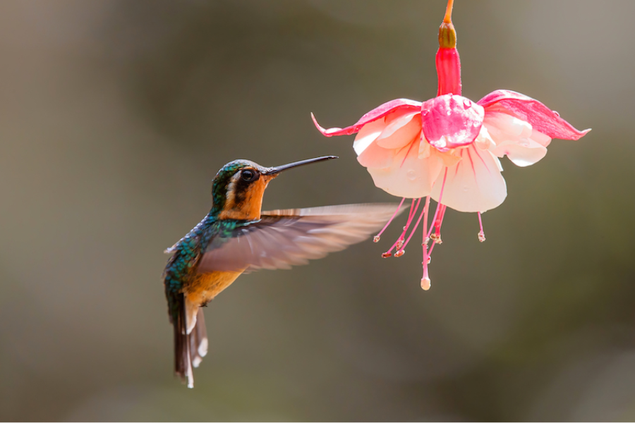 Lampornis castaneoventris, le colibri - ©Costa Rica Decouverte