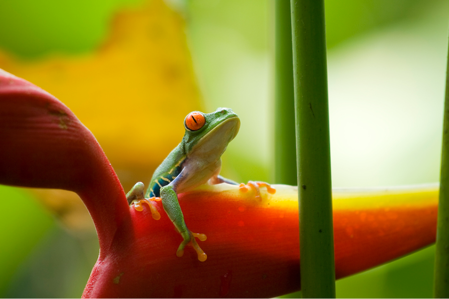 Fameuse grenouille aux yeux rouges emblématique du Costa Rica - ©Costa Rica Decouverte