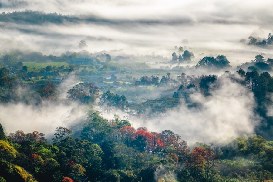 Forêt nuageuse du Costa Rica - ©Costa RicaDecouverte