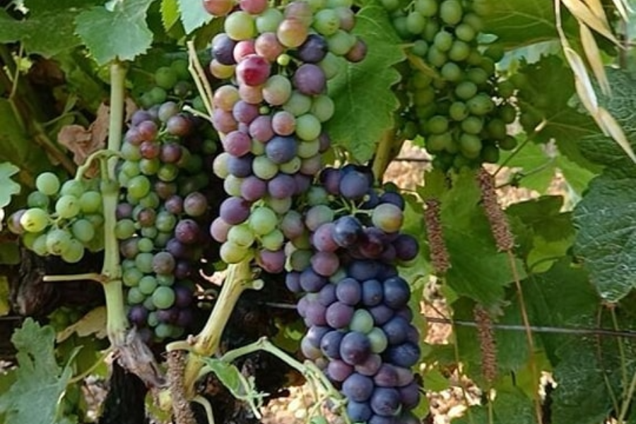 LE ROSÉ DE BESSAN