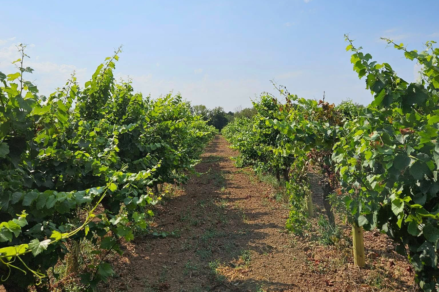LE ROSÉ DE BESSAN