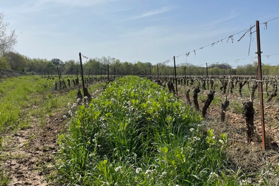 LE ROSÉ DE BESSAN