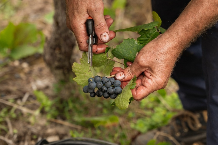  - ©DOMAINE CARREL ET SENGER