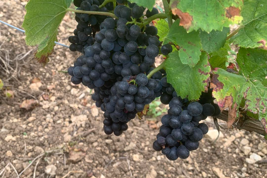 DOMAINE BARDET ET FILS