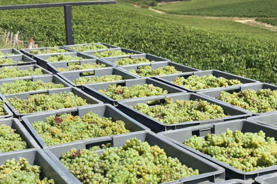 DOMAINE BARDET ET FILS
