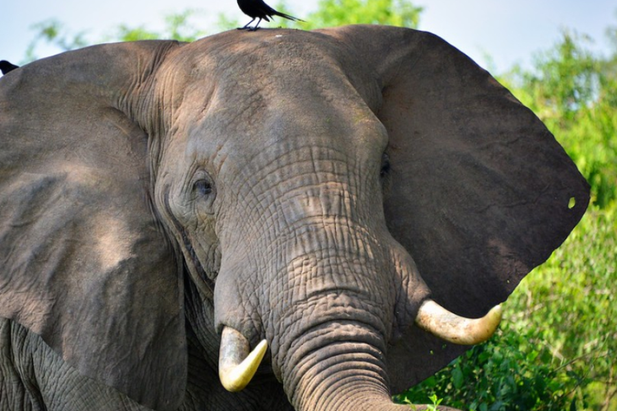 Elephant in Queen Elizabeth National Park - ©Churchill Safaris
