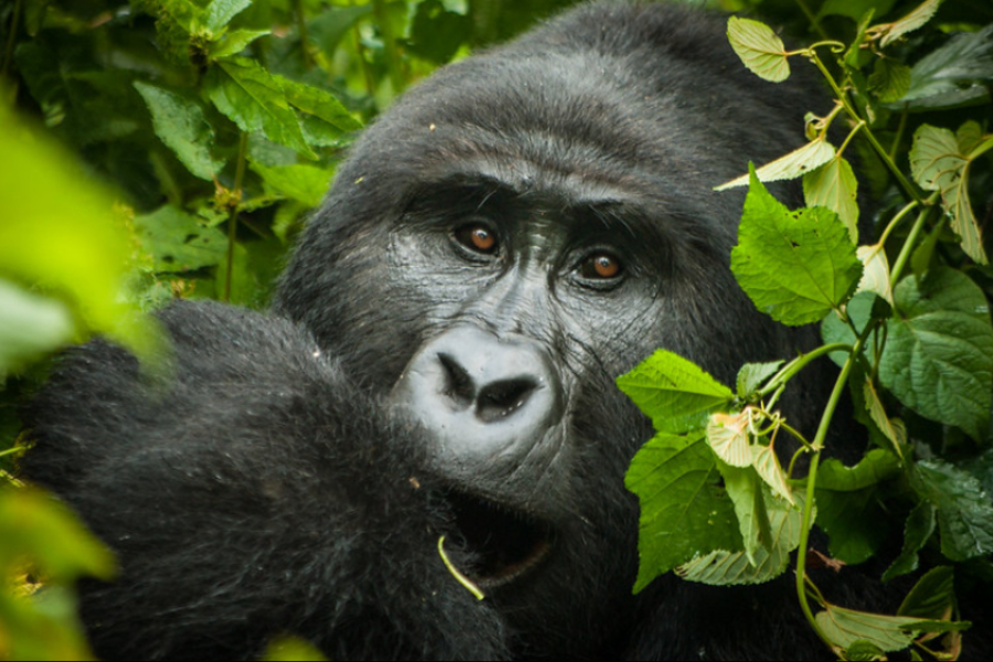 Gorilla in Bwindi Impenetrable Forest National Park - ©Churchill Safaris